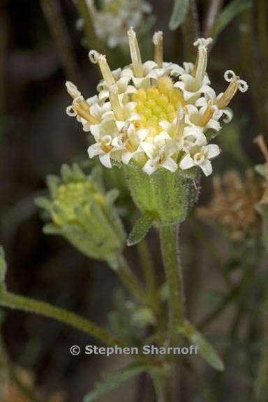 chaenactis douglasii var douglasii 5 graphic